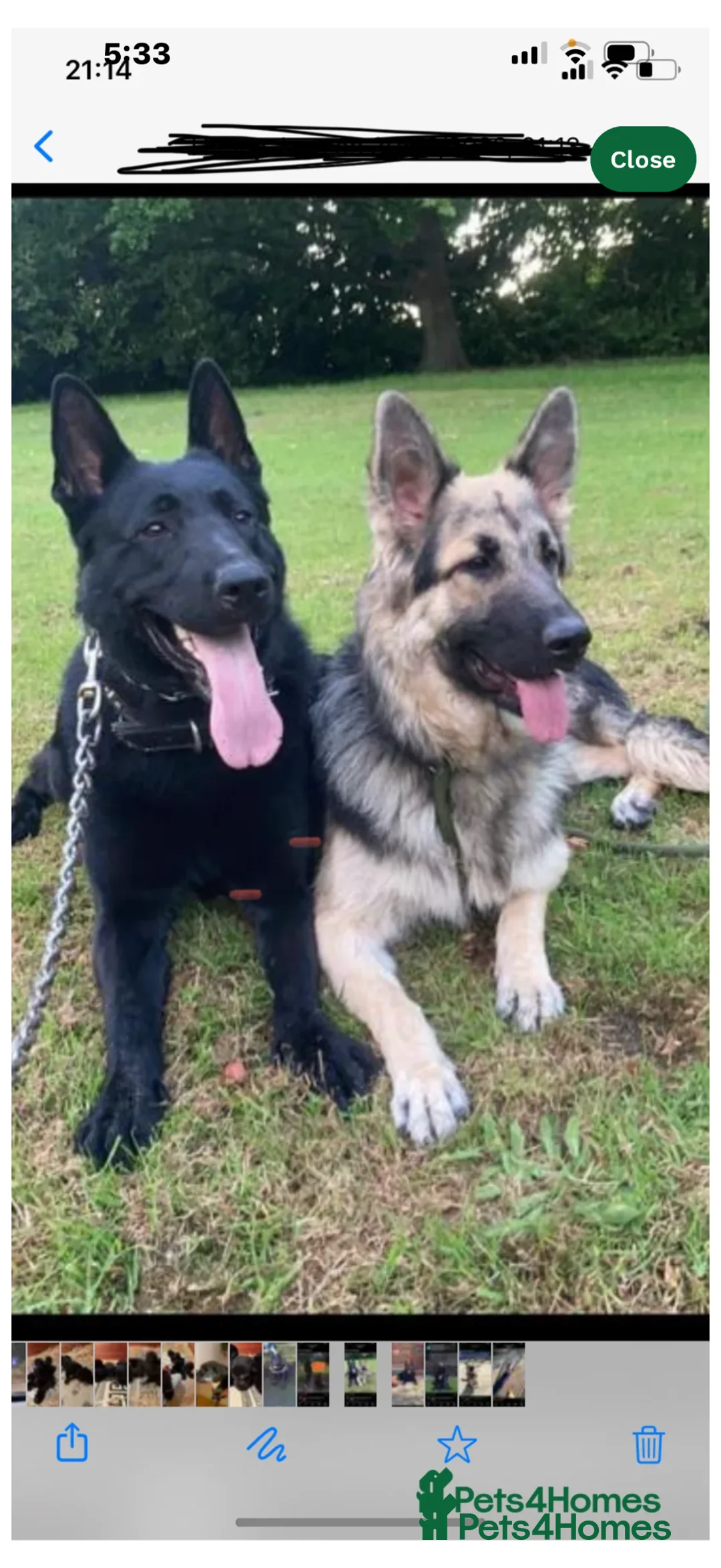 German Shepherd dogs for sale: German Shepard puppy 8 week old - Advert 2