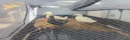 Ducks poultry for sale: Ducks free to good home  in Colchester - Advert 2