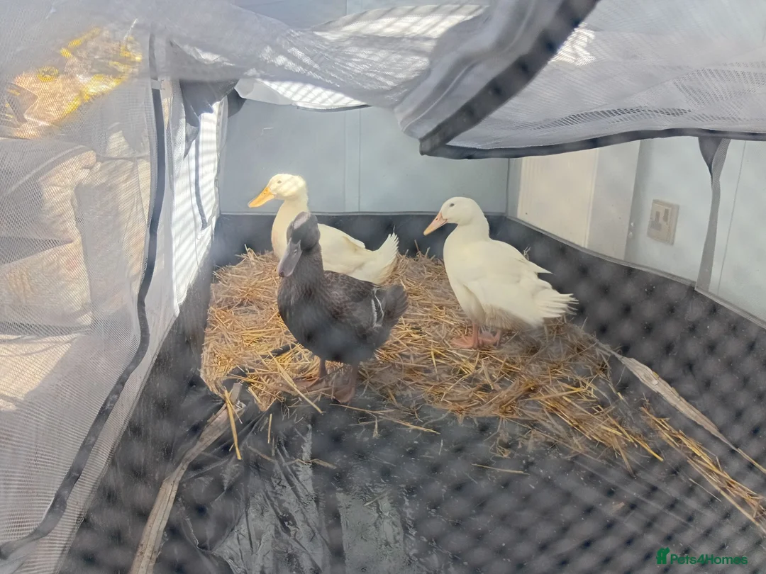 Ducks poultry for sale: Ducks free to good home  in Colchester - Advert 2