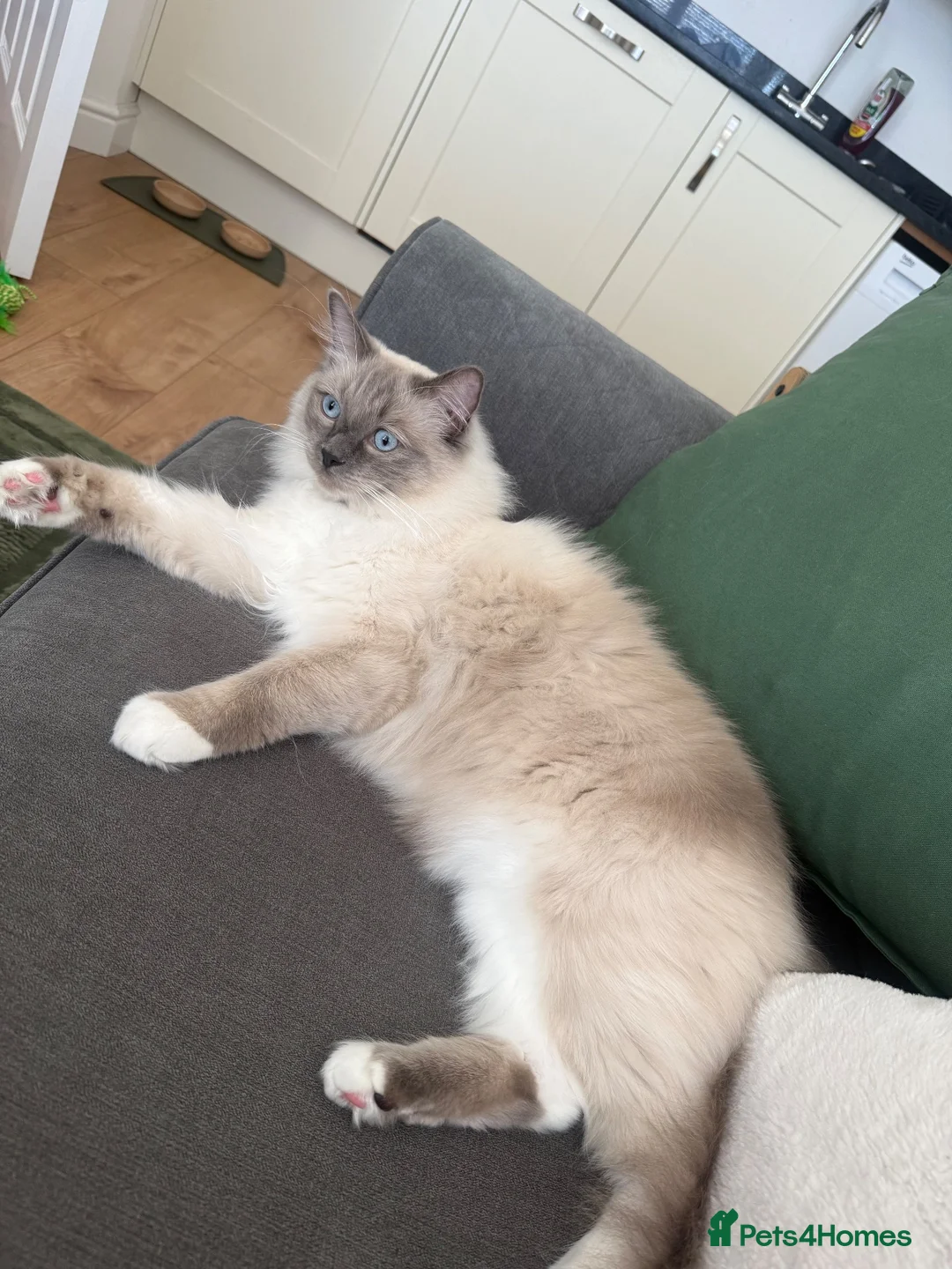 Ragdoll cats for sale: Female Ragdoll  - Advert 5