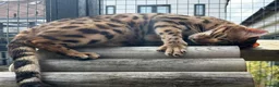 Bengal cats for sale: Beautiful Brown Spotted Bengal Female Wanda - Advert 6