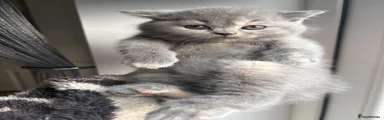British Shorthair Kitten 2