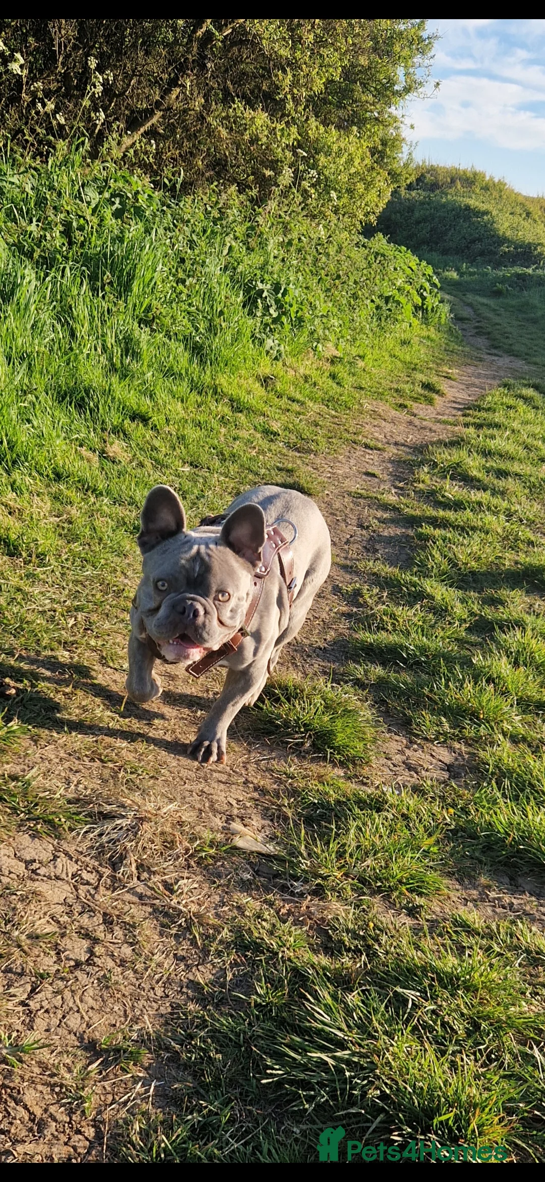 French Bulldog dogs for sale: French bull dog  - Advert 2