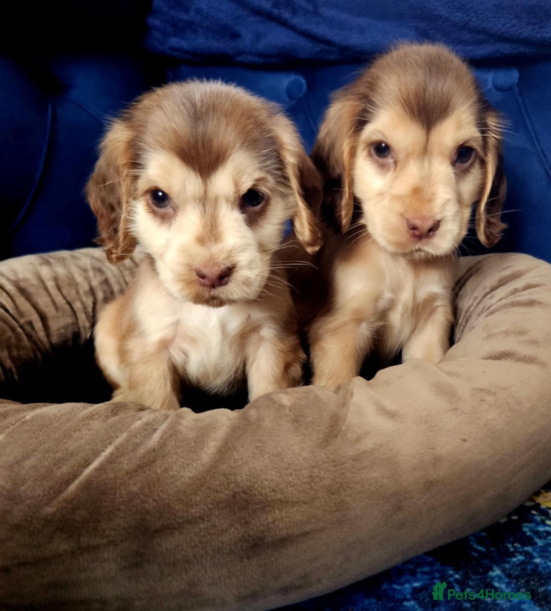 Cocker Spaniel dogs for sale: Show type cocker spaniel puppies  - Image 8