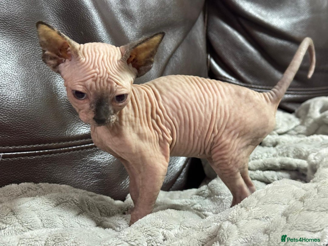 Sphynx cats for sale: Beautiful sphinx babies - Advert 14