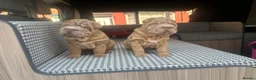 Shar Pei dogs for sale: beautiful shar pei girl  - Advert 12