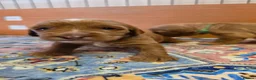 Australian Labradoodle dogs for sale: Multigeneration Australian Labradoodle  - Advert 7