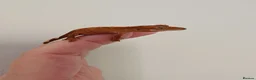 Gecko reptiles for sale: Unsexed baby crested geckos - Advert 2