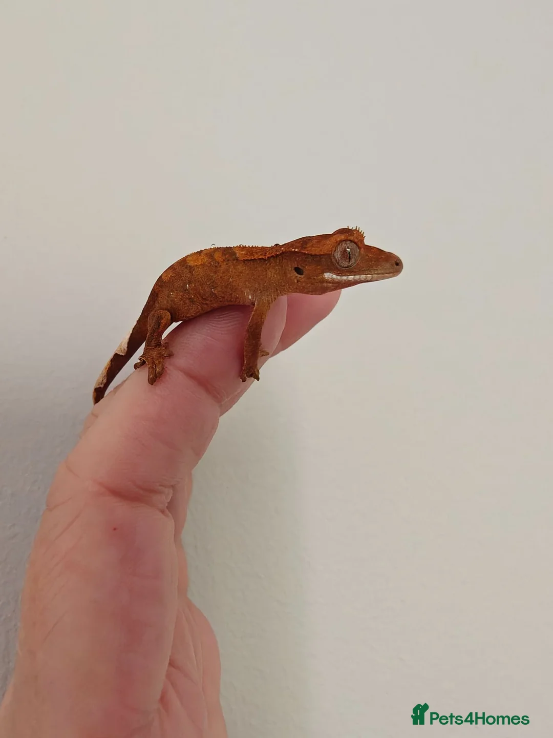 Gecko reptiles for sale: Unsexed baby crested geckos - Advert 2