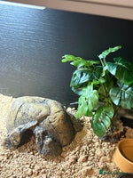 Leopard Gecko reptiles Leopard Gecko under 6 months old - Advert 2