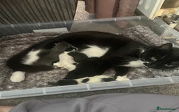 Mixed Breed cats for sale: 2 little boys looking for their forever home - Image 5