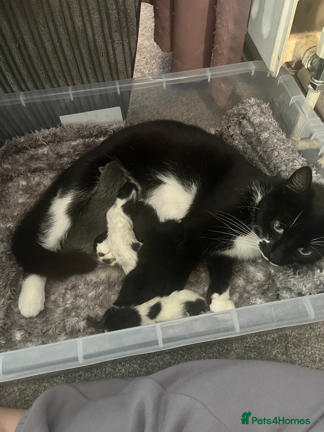 Mixed Breed cats for sale: 2 little boys looking for their forever home - Image 5