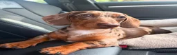 Miniature Dachshund dogs for stud: WINSTON THE DAPPLE STUD 🐾🌭 in Coulsdon - Advert 2