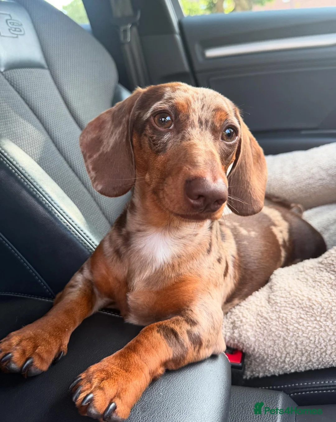 Miniature Dachshund dogs for stud: WINSTON THE DAPPLE STUD 🐾🌭 in Coulsdon - Advert 2