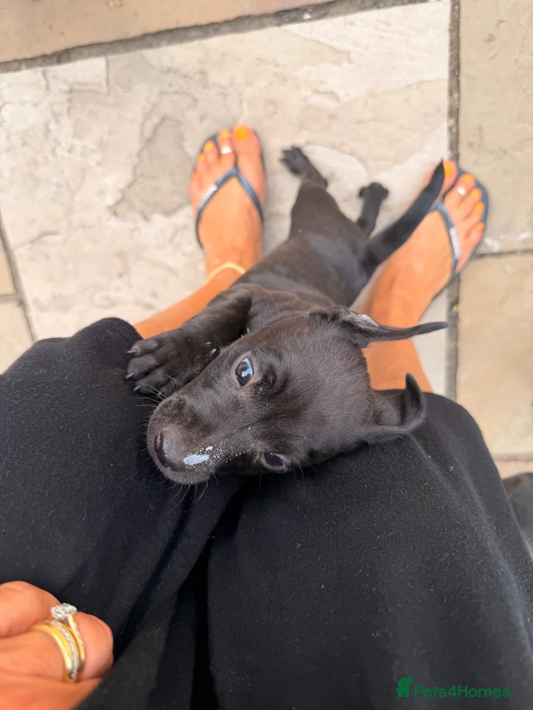 Patterdale Terrier dogs for sale: Patterdale Male puppies  in Ingatestone - Advert 2