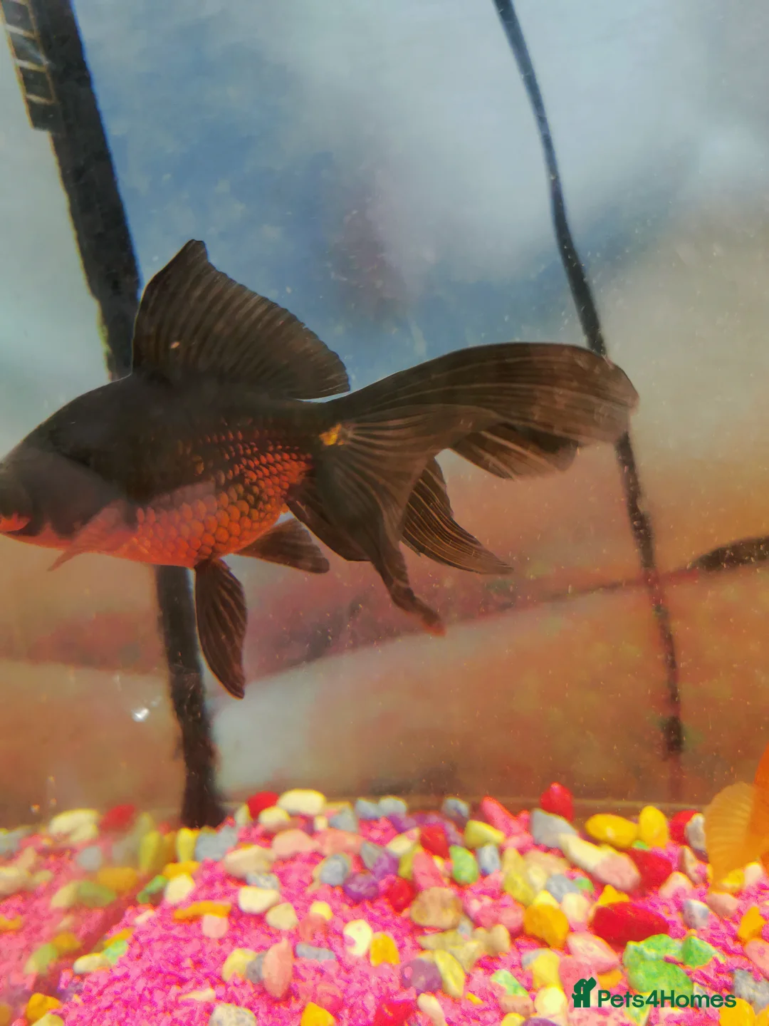 Goldfish fish for sale: Goldfish , Veiltail , Fancy, Telescope black in Glasgow - Advert 36