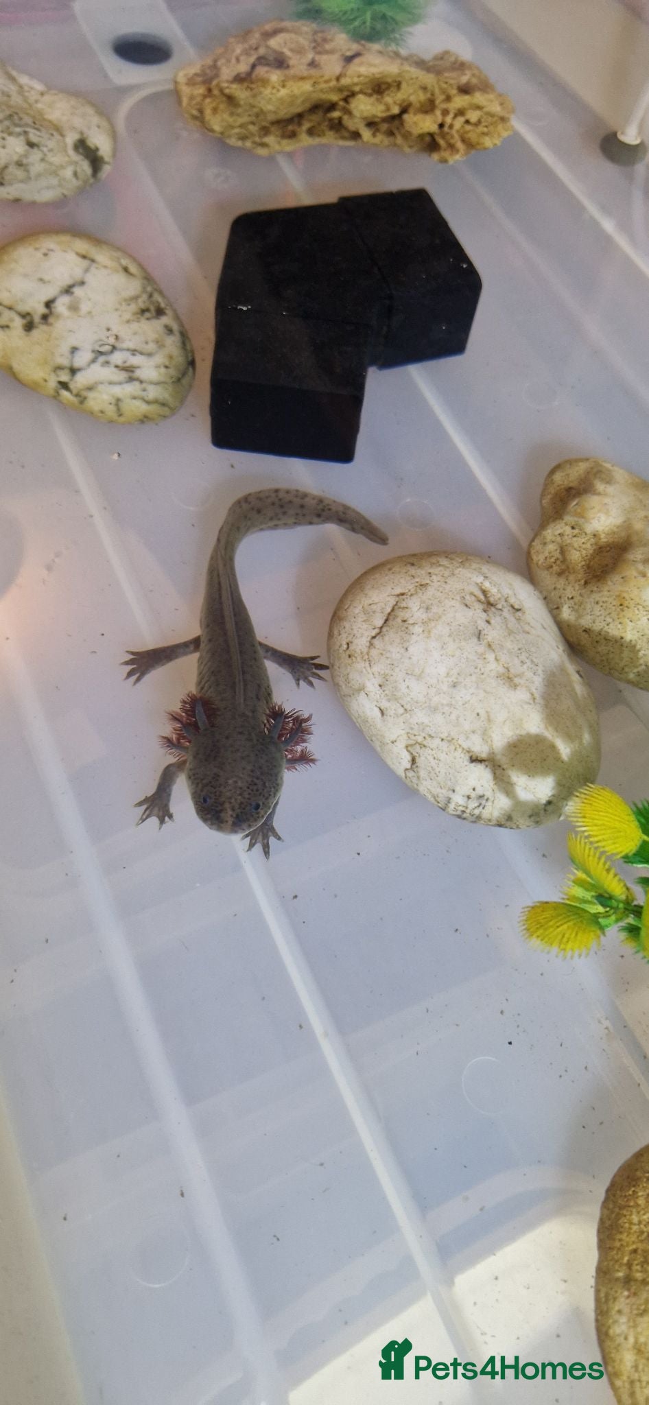 Axolotl reptiles Axolotl (Wild, Male) - Advert 2