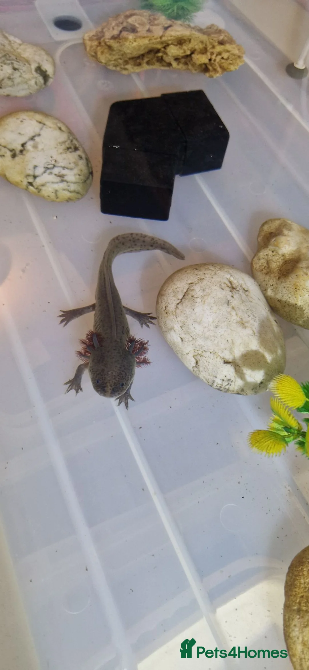 Axolotl reptiles for sale: Axolotl (Wild, Male) - Advert 2