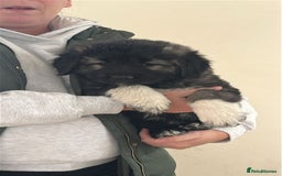 Caucasian Shepherd Dog dogs for sale:  ⭐️Caucasian shepherds⭐️puppies #bears big boned   - Image 29