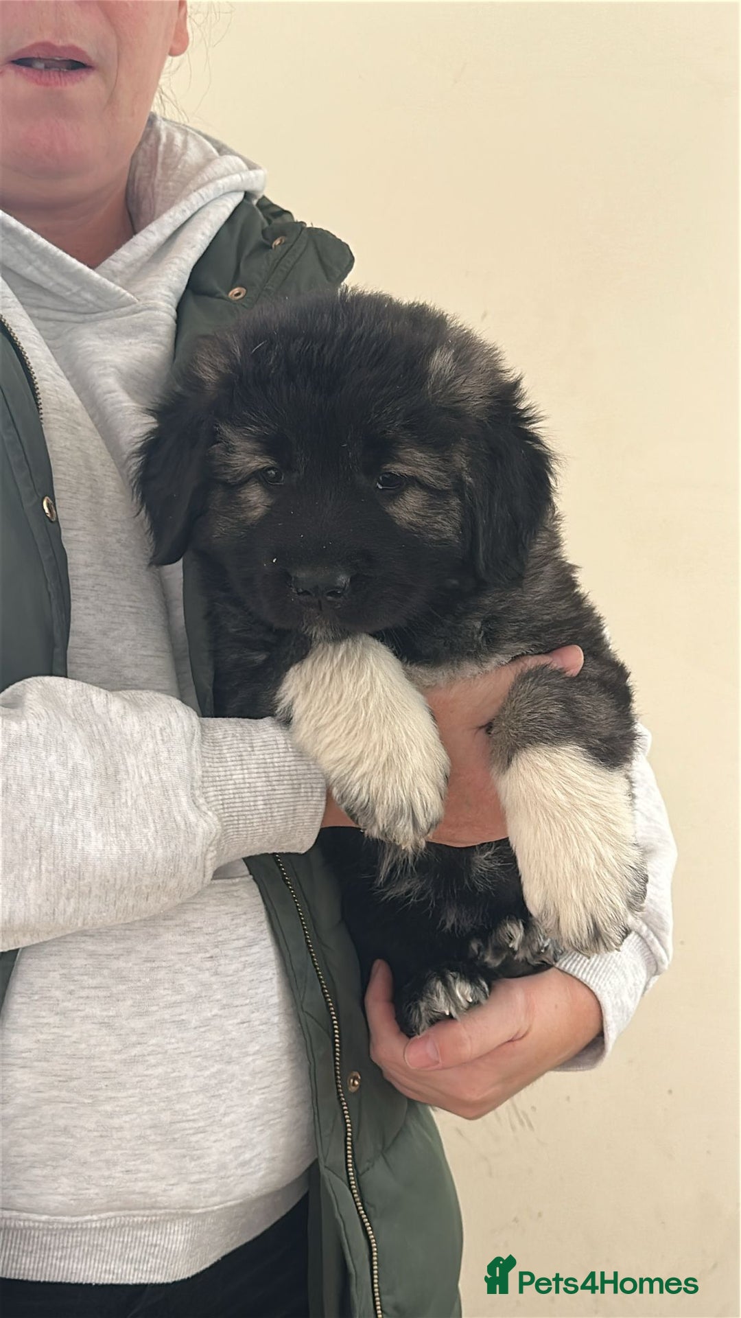 Caucasian Shepherd Dog dogs for sale:  ⭐️Caucasian shepherds⭐️puppies #bears big boned   - Image 29