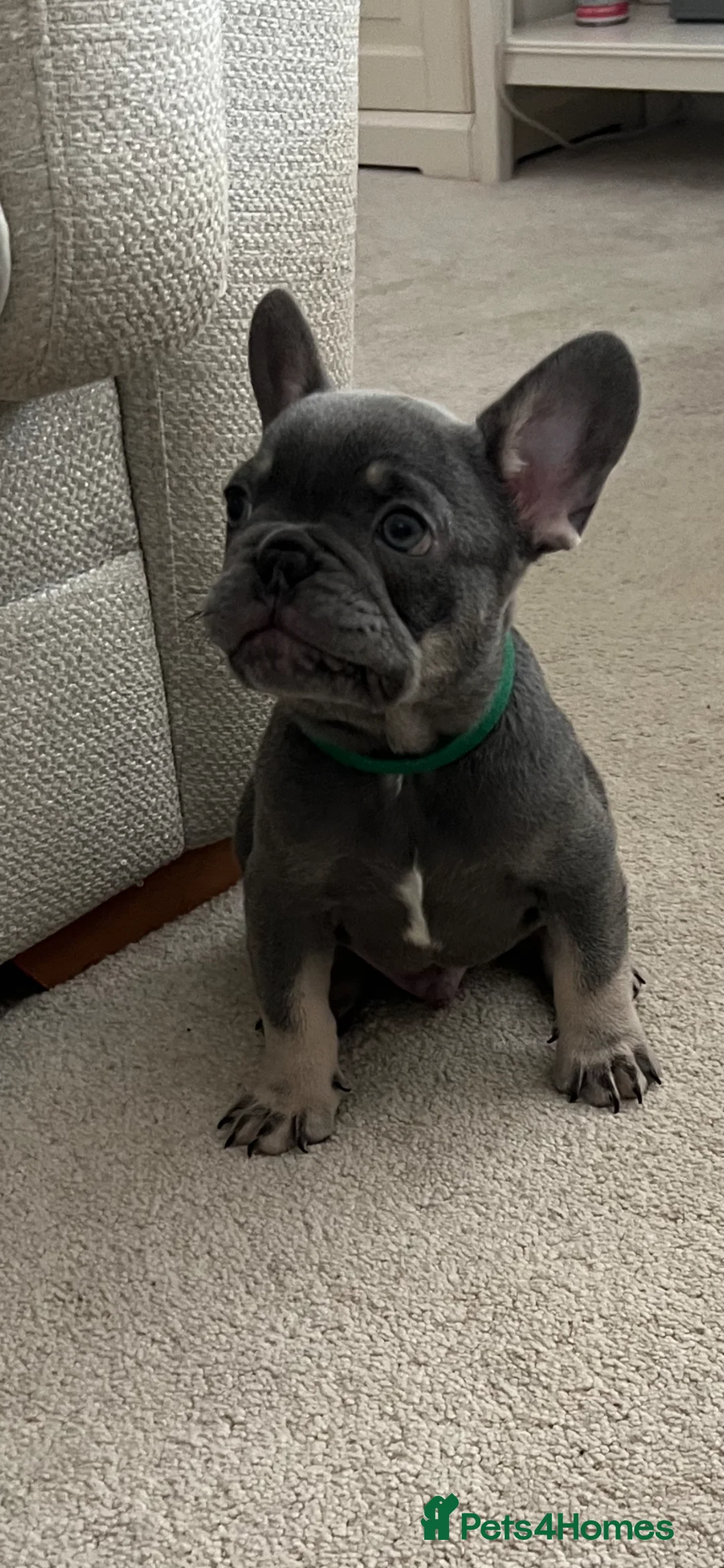 French Bulldog dogs for sale: French Bulldog 1 male remaining - Advert 2
