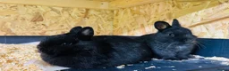 Netherland Dwarf rabbits for sale: *Quality* netherland dwarf bunnies  - Advert 7