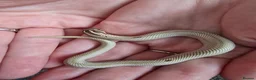 Snake reptiles for sale: Baby Western hognoses CB 26 mixed Morphs & Sex  - Advert 3
