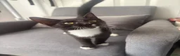 Mixed Breed cats for sale:     Adorable Black & White Tuxedo Kitten in Dartford - Advert 3