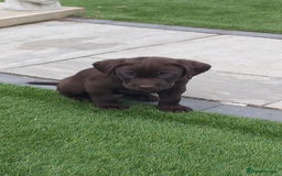Labrador Retriever dogs for sale: KC Chocolate labrador (Ready To Go Now)🦮 - Image 16