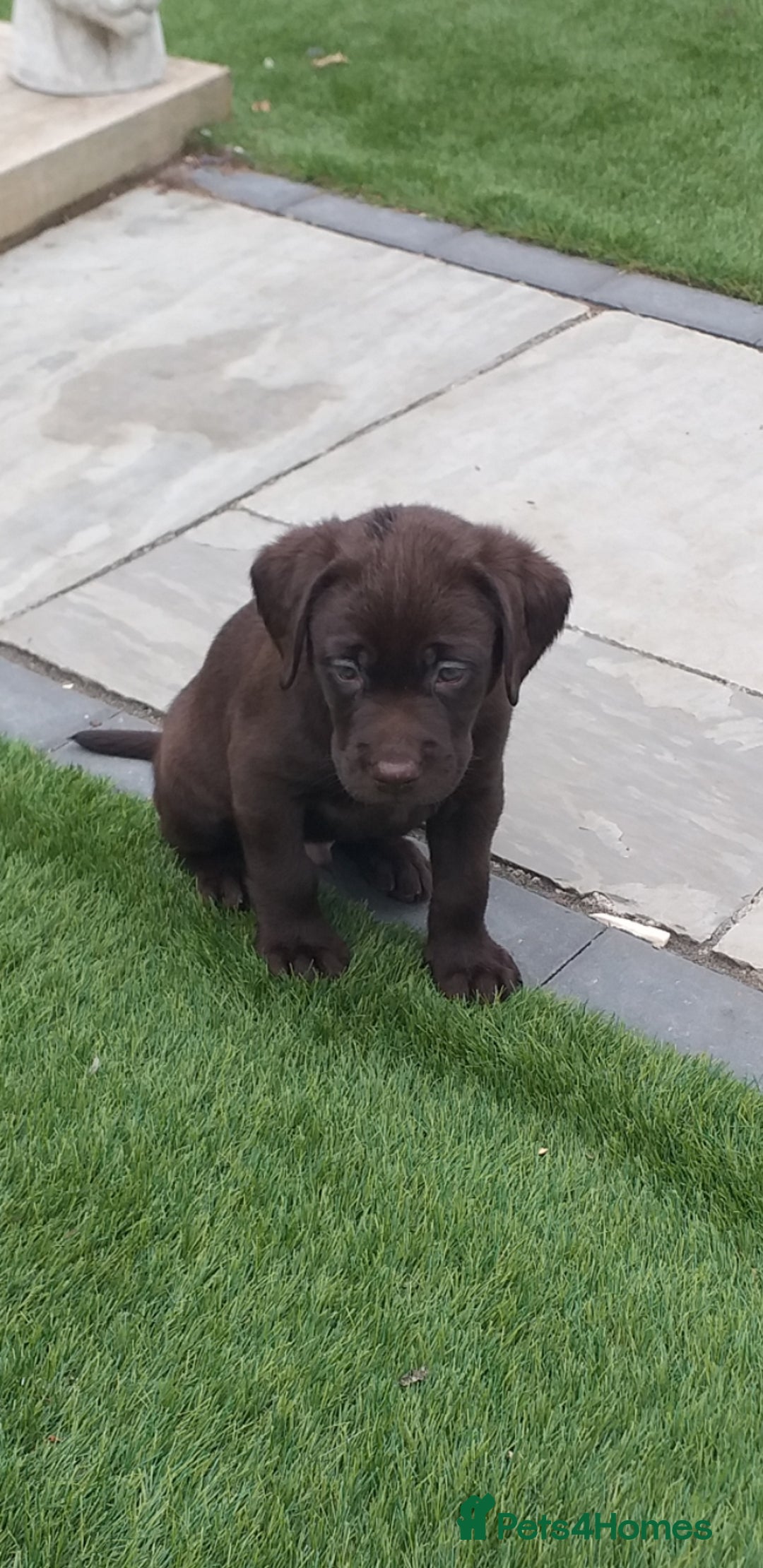 Labrador Retriever dogs for sale: KC Chocolate labrador (Ready To Go Now)🦮 - Image 16