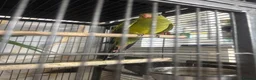 Parrots birds for sale: Parrot  in Birmingham - Advert 4