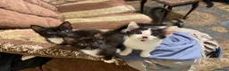 Mixed Breed cats for sale: Kittens ready  - Advert 4