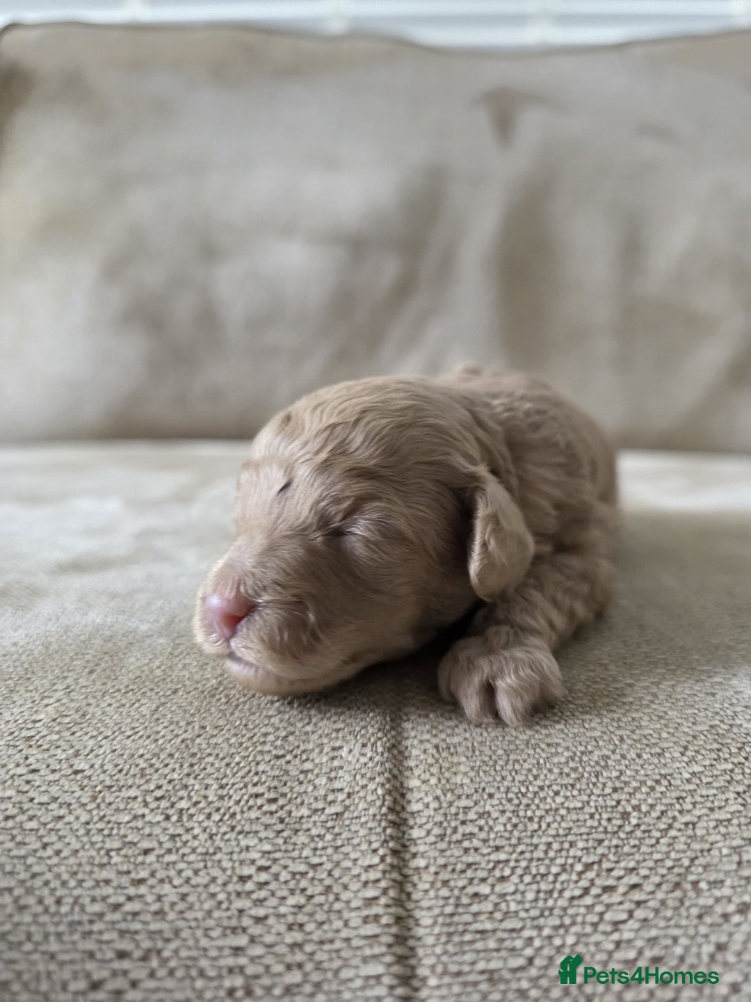 Toy Poodle dogs for sale: KC Tiny Perfect phantom poodles + colours  - Image 10
