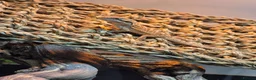 Bearded Dragon reptiles for sale: Male Baby Beardie & Vivarium  - Advert 6