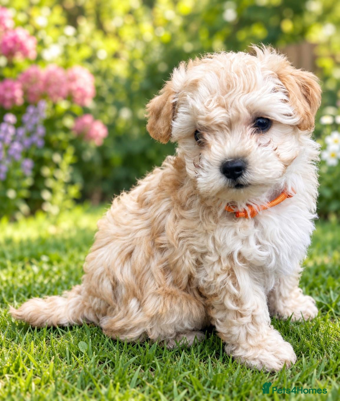 Maltipoo dogs for sale: Korean mulitpoo 2 girls remaining  - Advert 1