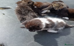 British Shorthair cats for sale: Cute Adorable baby kittens!!!  - Image 10