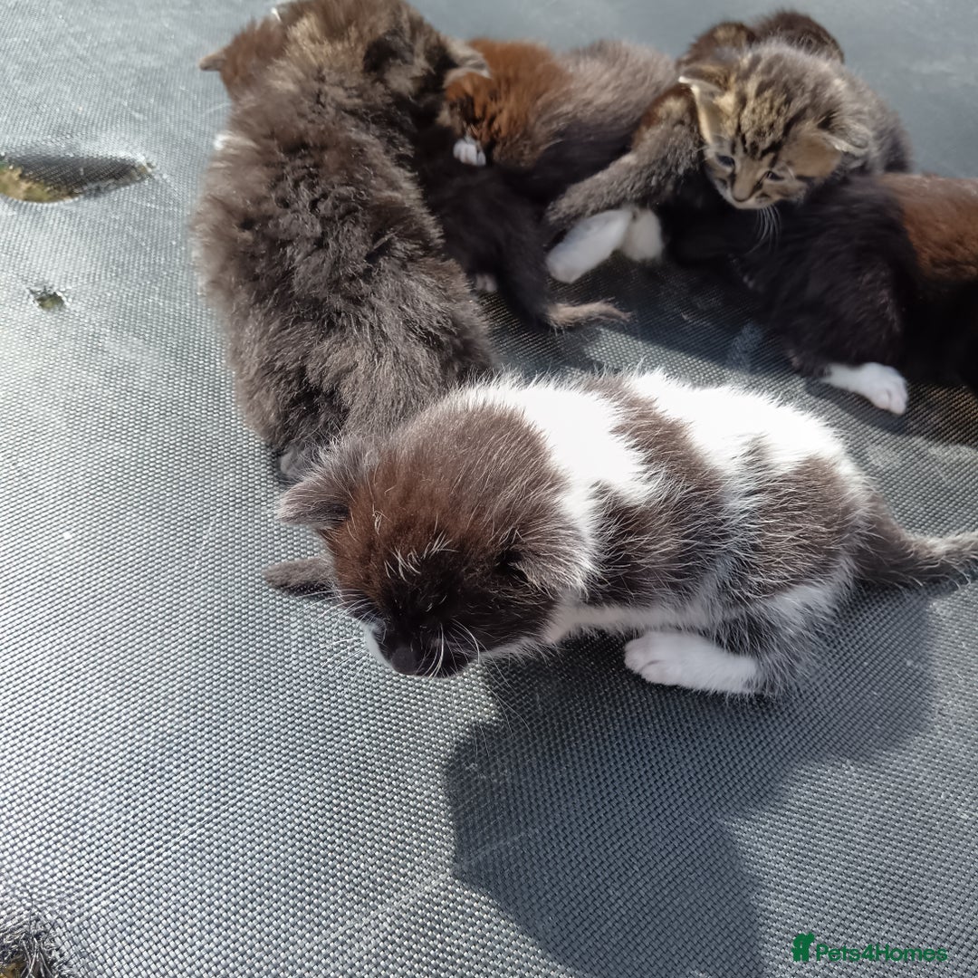 British Shorthair cats for sale: Cute Adorable baby kittens!!!  - Image 10