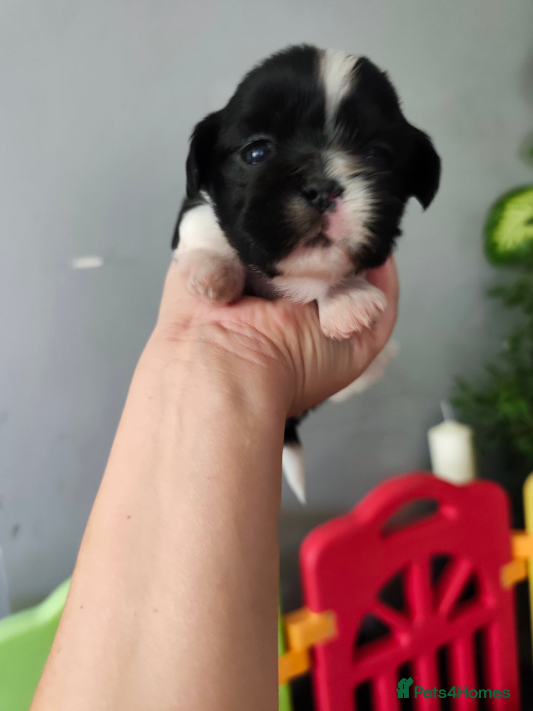 Shih Tzu dogs for sale: Shih Tzu puppies  - Image 4
