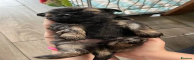 Shih Tzu 2