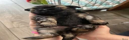 Shih Tzu dogs for sale: imperial karishishi dobie shih tzu in Nottingham - Advert 5