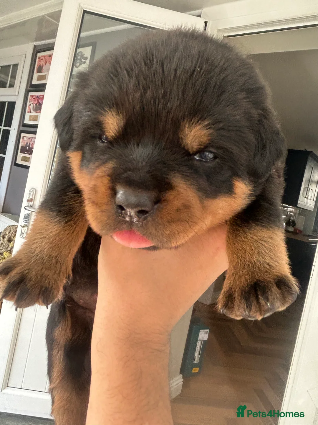 Rottweiler dogs for sale: Rottweiler  in Derby - Advert 2