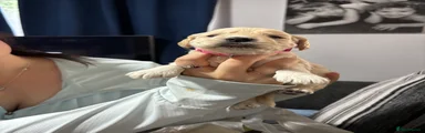 Cockapoo 7