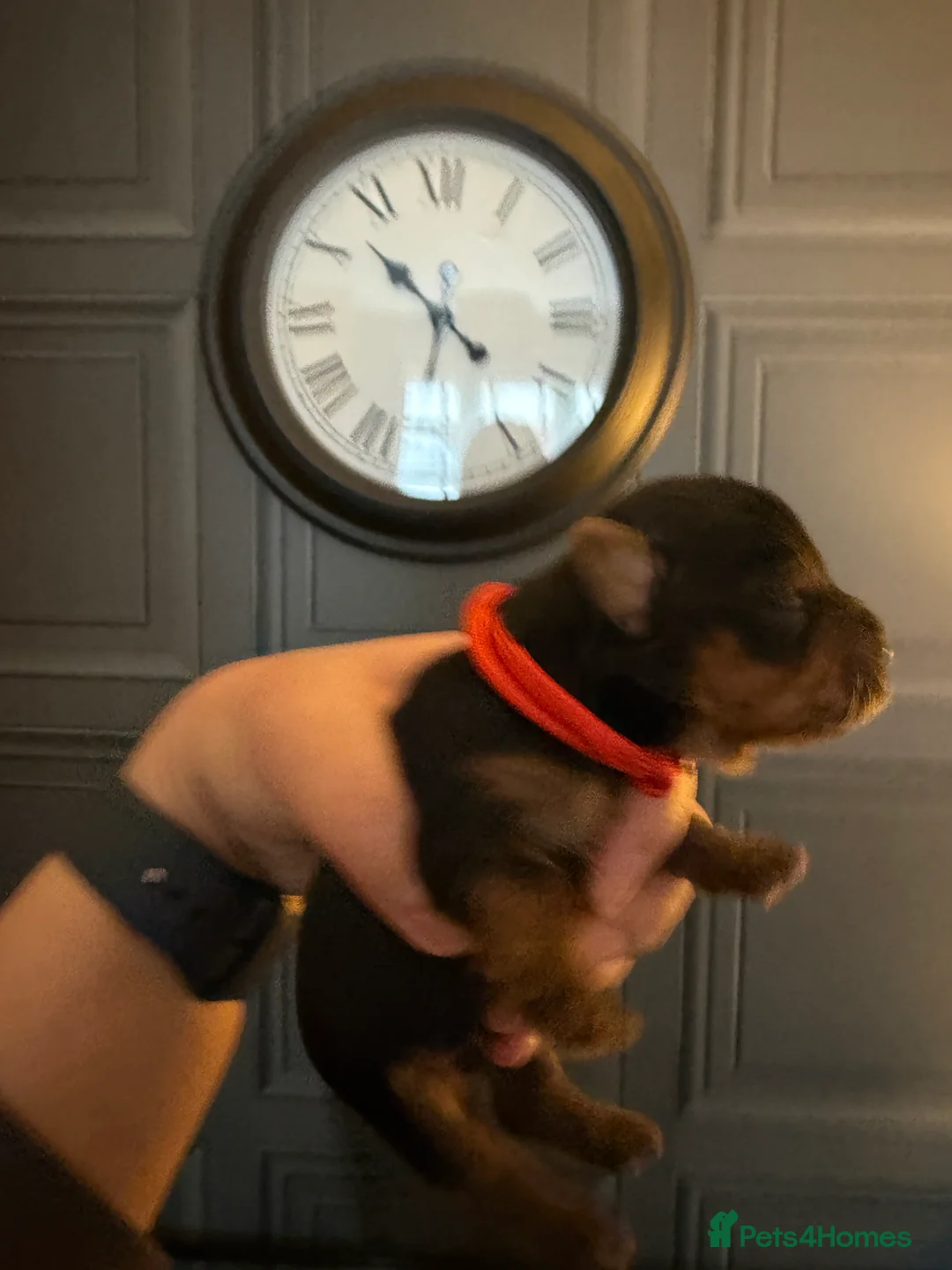 Yorkshire Terrier dogs for sale: Yorkshire terrier puppies 2 boys and 1 girl left  - Advert 10