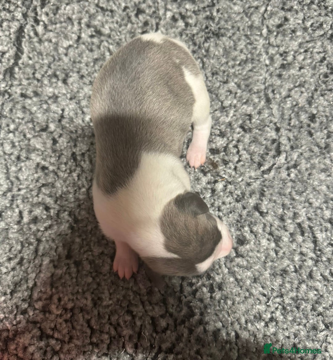 Whippet dogs for sale: Kc reg whippets  - Advert 9