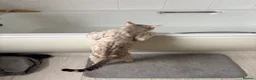 Bengal cats for stud: Snow bengal STUD - Advert 2