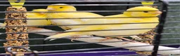 Cockatiels birds for sale: Mr mriss - Advert 19
