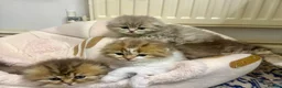 British Longhair cats for sale: 5 beautiful and lovely british longhair kittens  - Advert 1