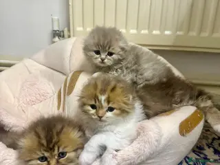 British Longhair cats 5 beautiful and lovely british longhair kittens - Advert 1