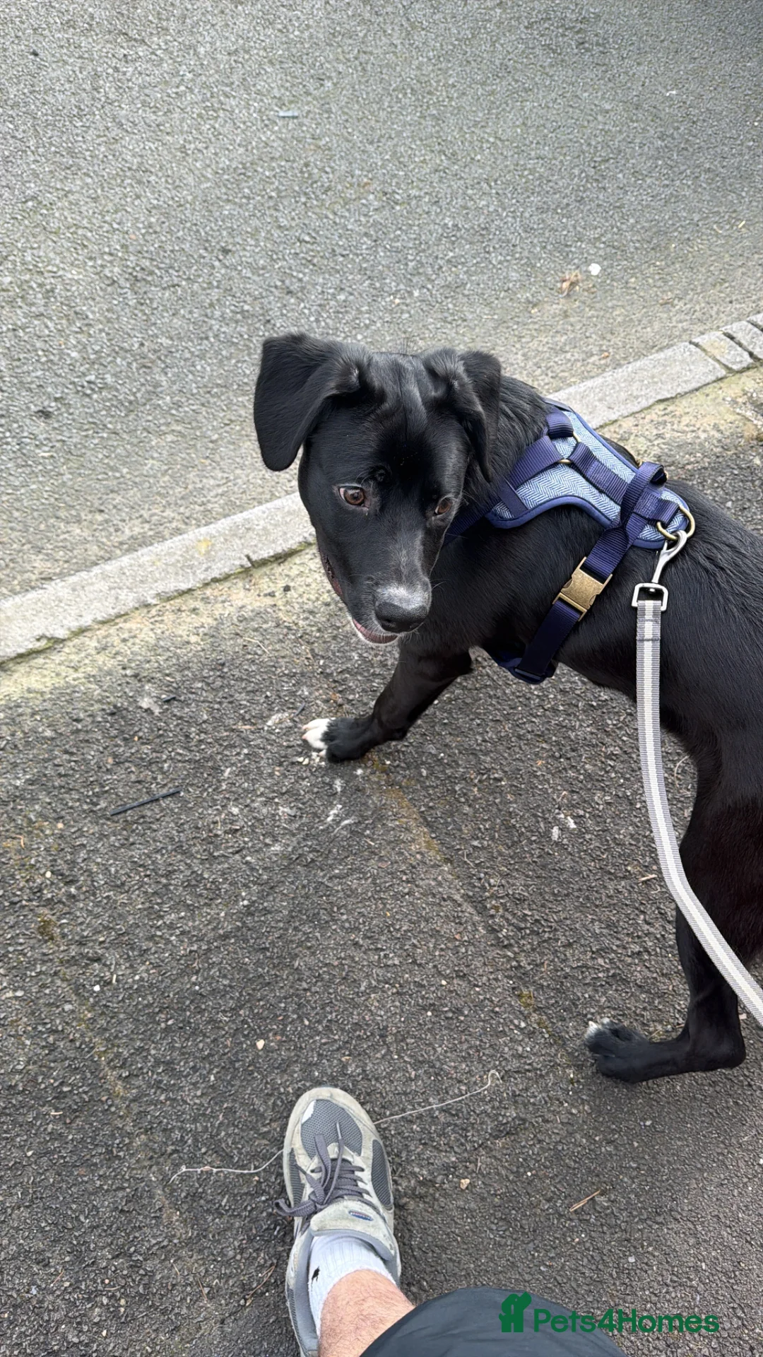 Borador dogs for sale: Jake - 7 month old Lab x Collie in Tonypandy - Advert 4