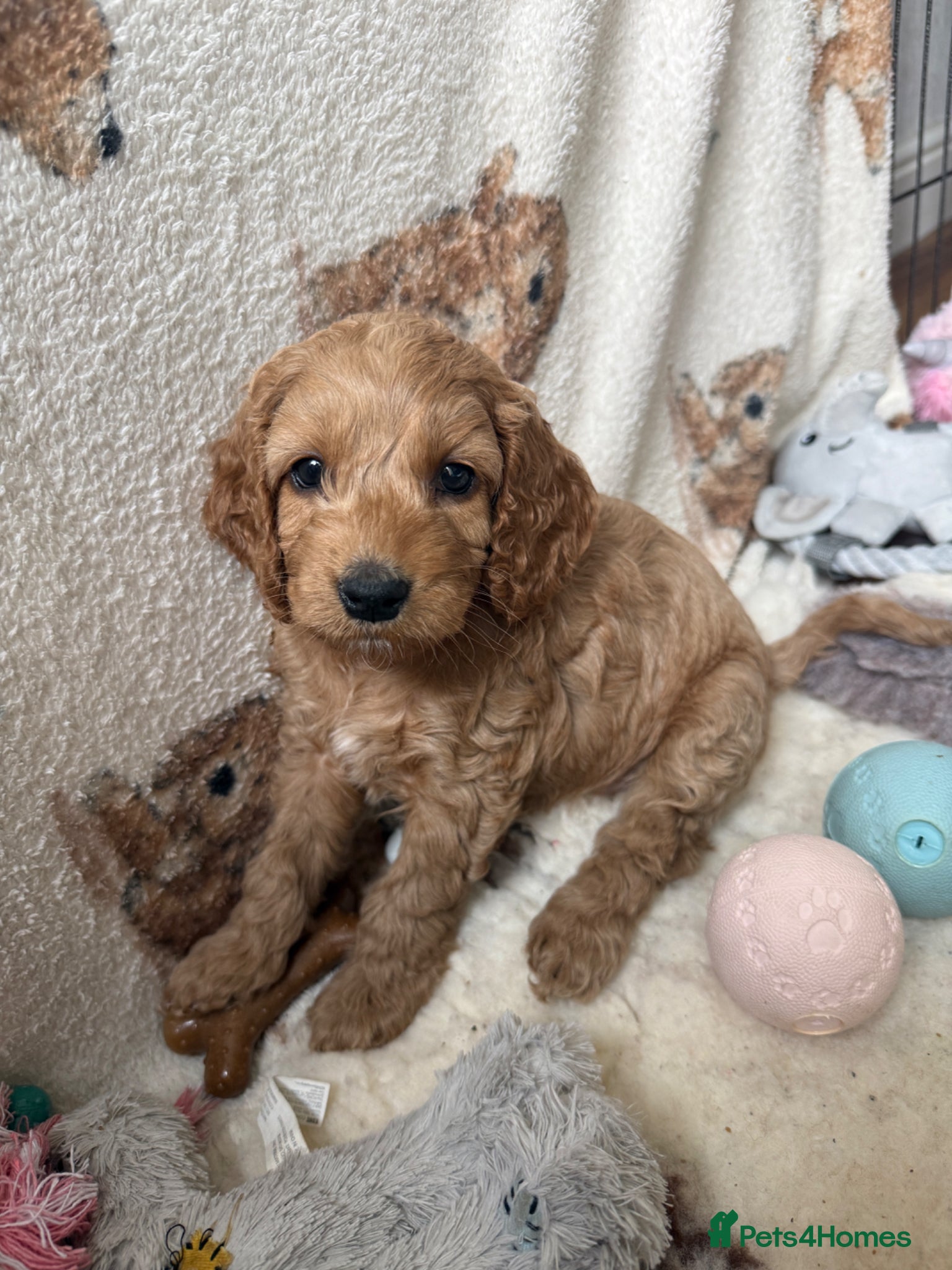 Cockapoo dogs F2 Cockapoo Puppies- Looking for Forever Homes! 🐾 - Advert 1